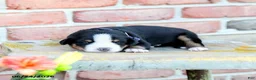 Greater Swiss Mountain Dog dogs for sale: Margrit - Ad 3