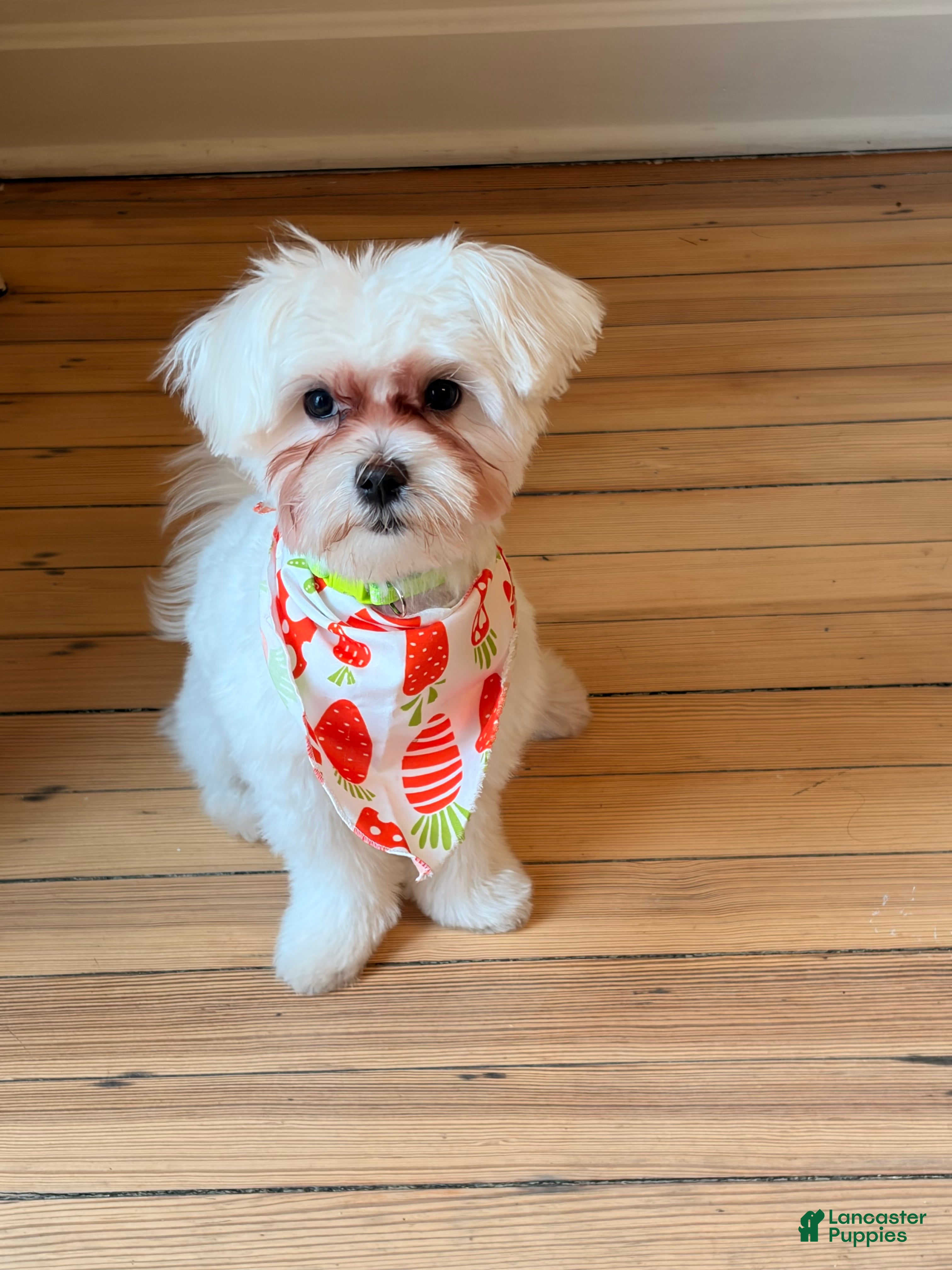 Maltese dogs Milo - Ad 1