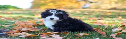 Mini Bernedoodle dogs for sale: Amber - Ad 3