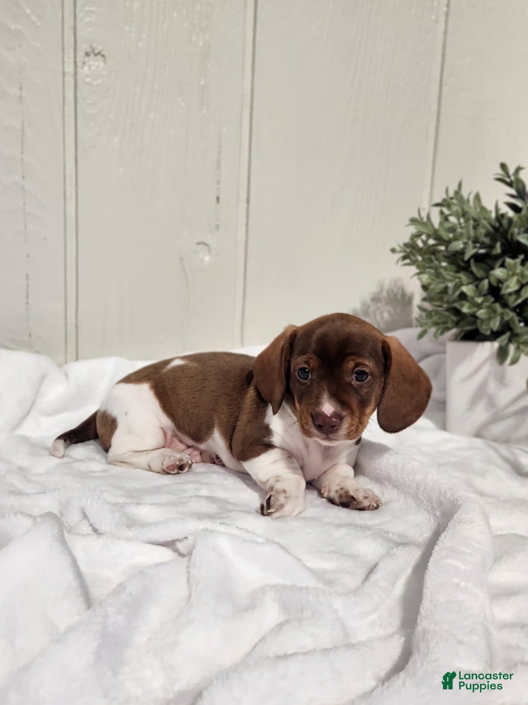 Dachshund dogs for sale: Ollie - Ad 1