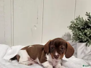 Dachshund dogs for sale: Ollie - Ad 1