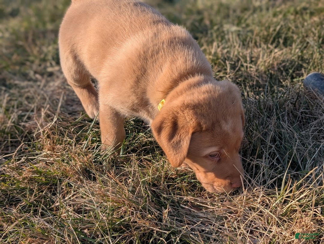 Labrador Retriever dogs for sale: Muffy - Ad 6