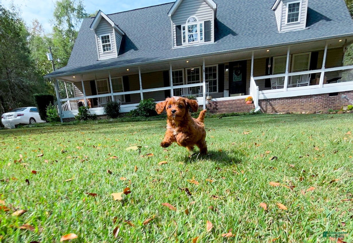 Cavapoo dogs Sadie - Ad 24