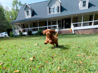 Cavapoo dogs Sadie - Ad 2