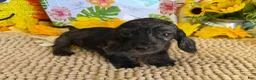 Miniature Dachshund dogs for sale: Dapple wire Girl - Ad 2