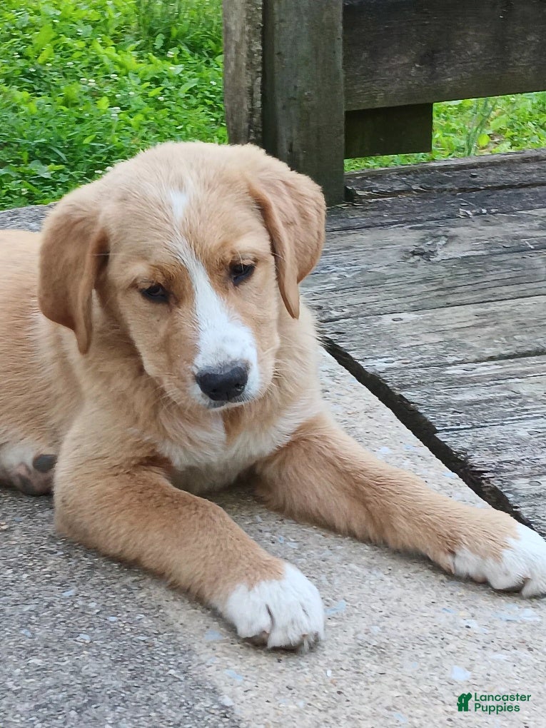 Mixed Breed dogs Daffy - Ad 2