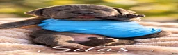 Cane Corso dogs for sale: Silas - Ad 3
