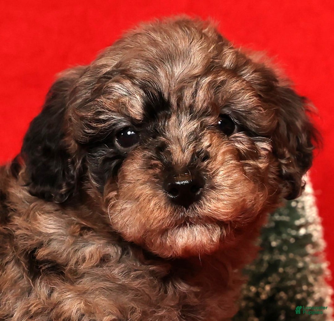 Miniature Poodle dogs for sale: Porter - Ad 9