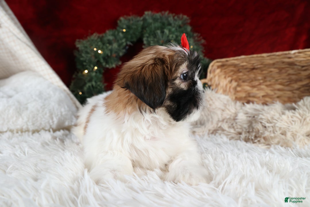 Shih Tzu dogs for sale: Joey - Ad 21