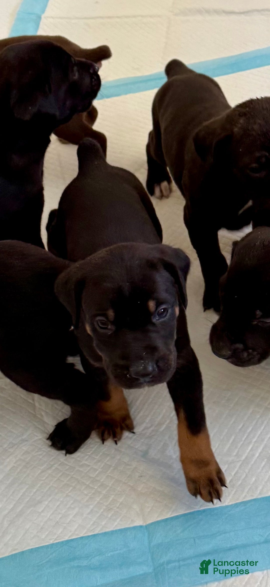 Mixed Breed dogs for sale: White - Ad 6