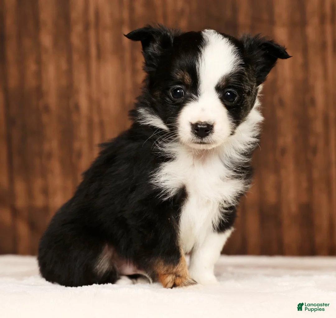 Miniature Australian Shepherd dogs for sale: Easton - Ad 3