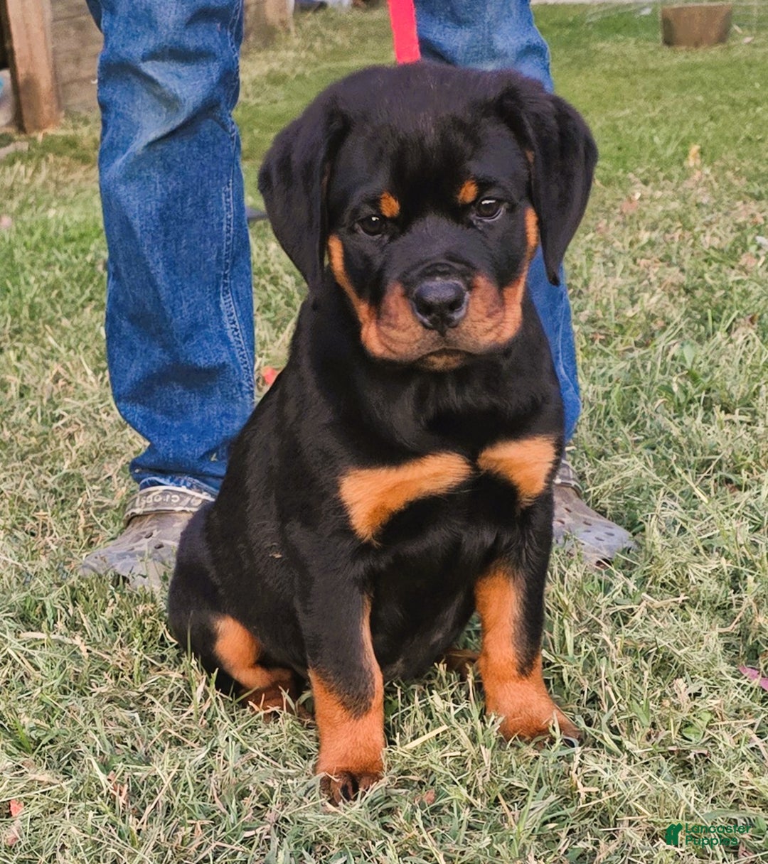 Adopt a 2-Week-Old Cutie: Rottweiler Female, image size:1080x1216