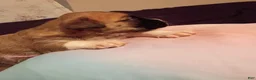 Mixed Breed dogs for sale: shy guy - Ad 6