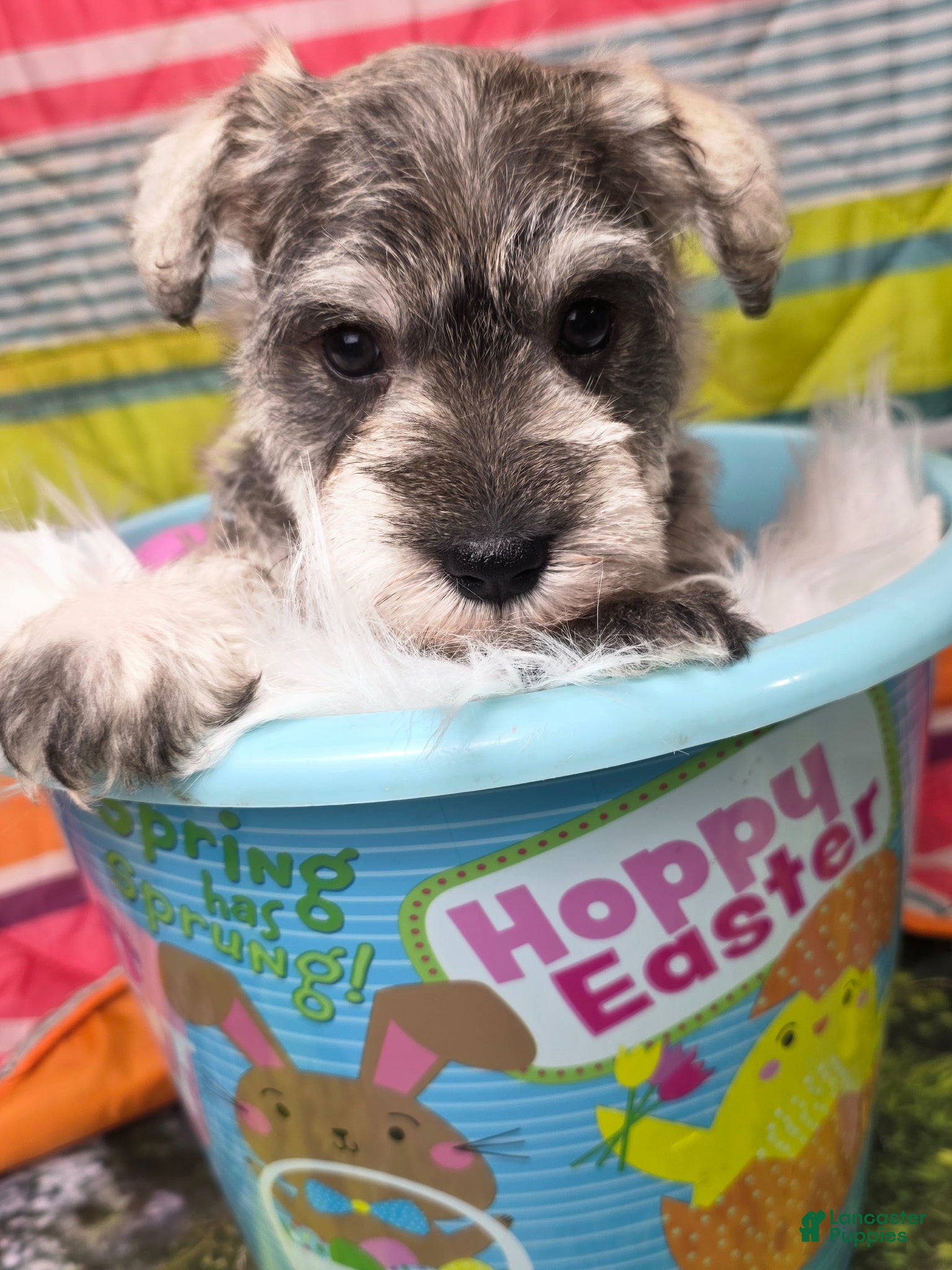 Miniature Schnauzer dogs Miniature Schnauzer Puppy 4 - Ad 32