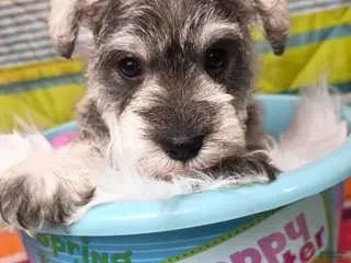 Miniature Schnauzer dogs Miniature Schnauzer Puppy 4 - Ad 41
