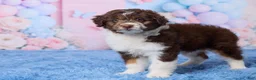 Aussiedoodle dogs for sale: Casper - Ad 5