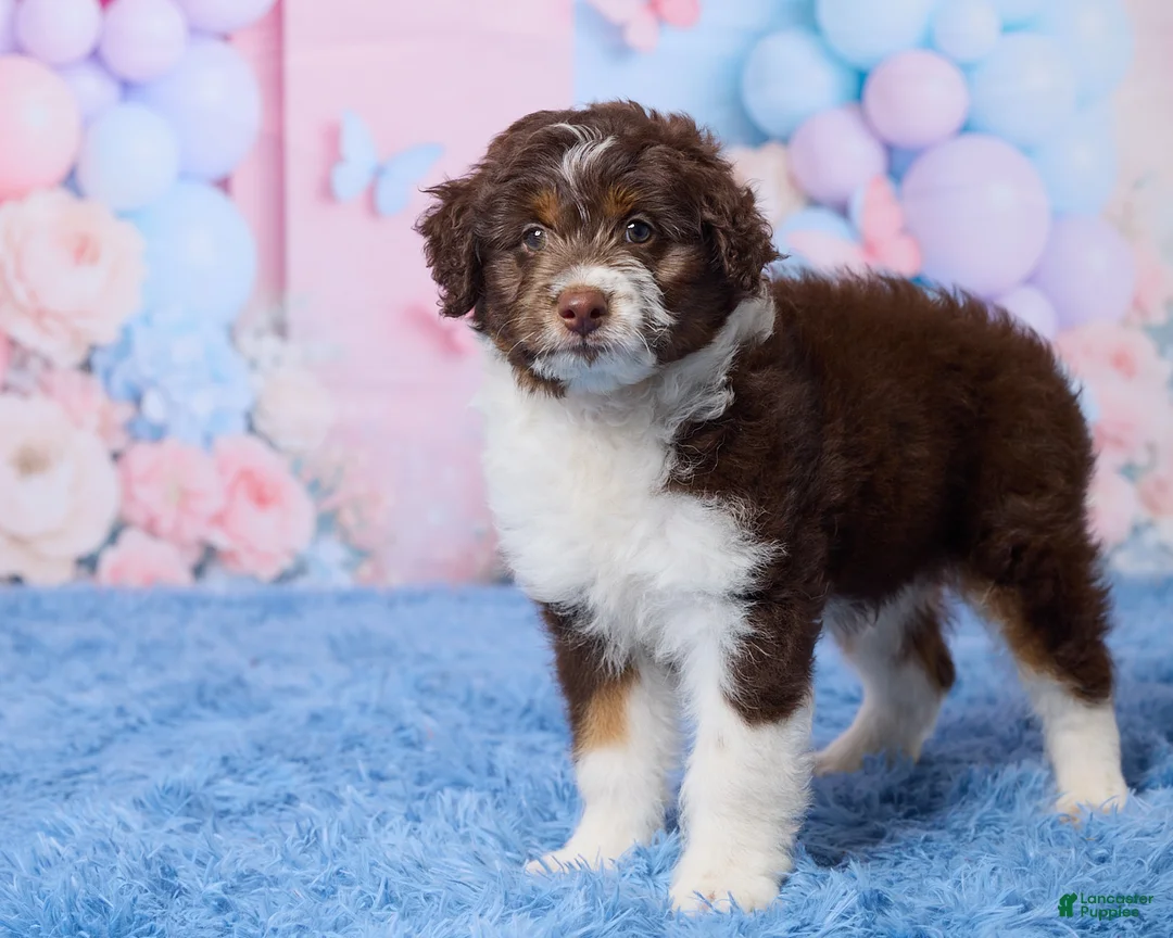 Aussiedoodle dogs for sale: Casper - Ad 5