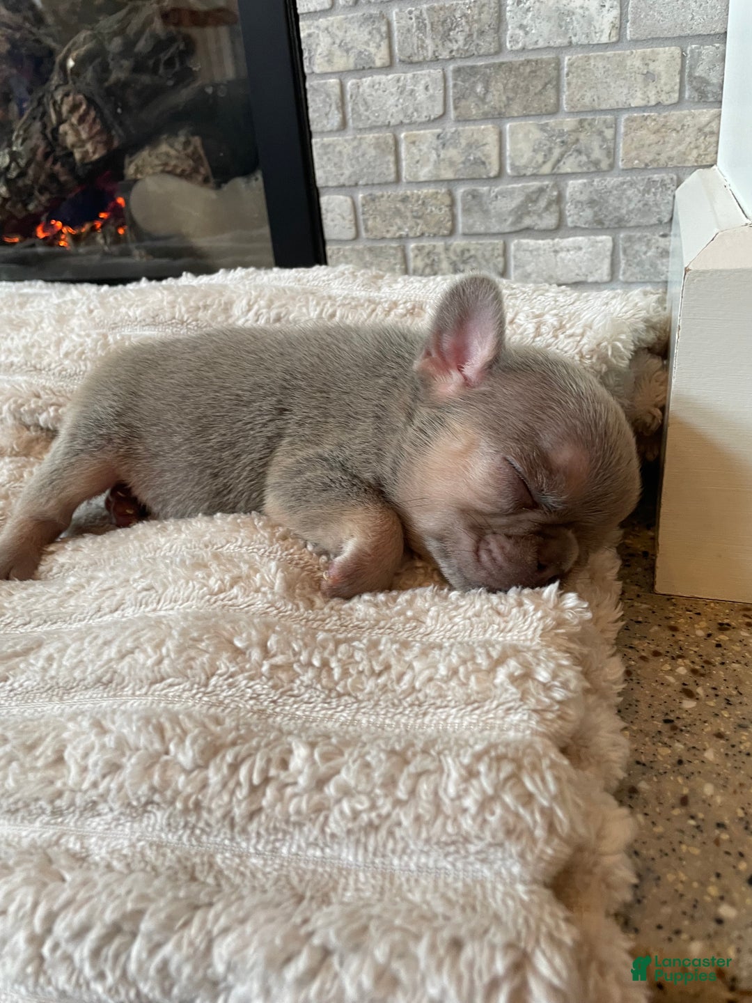 French Bulldog dogs for sale: Everest - Ad 8