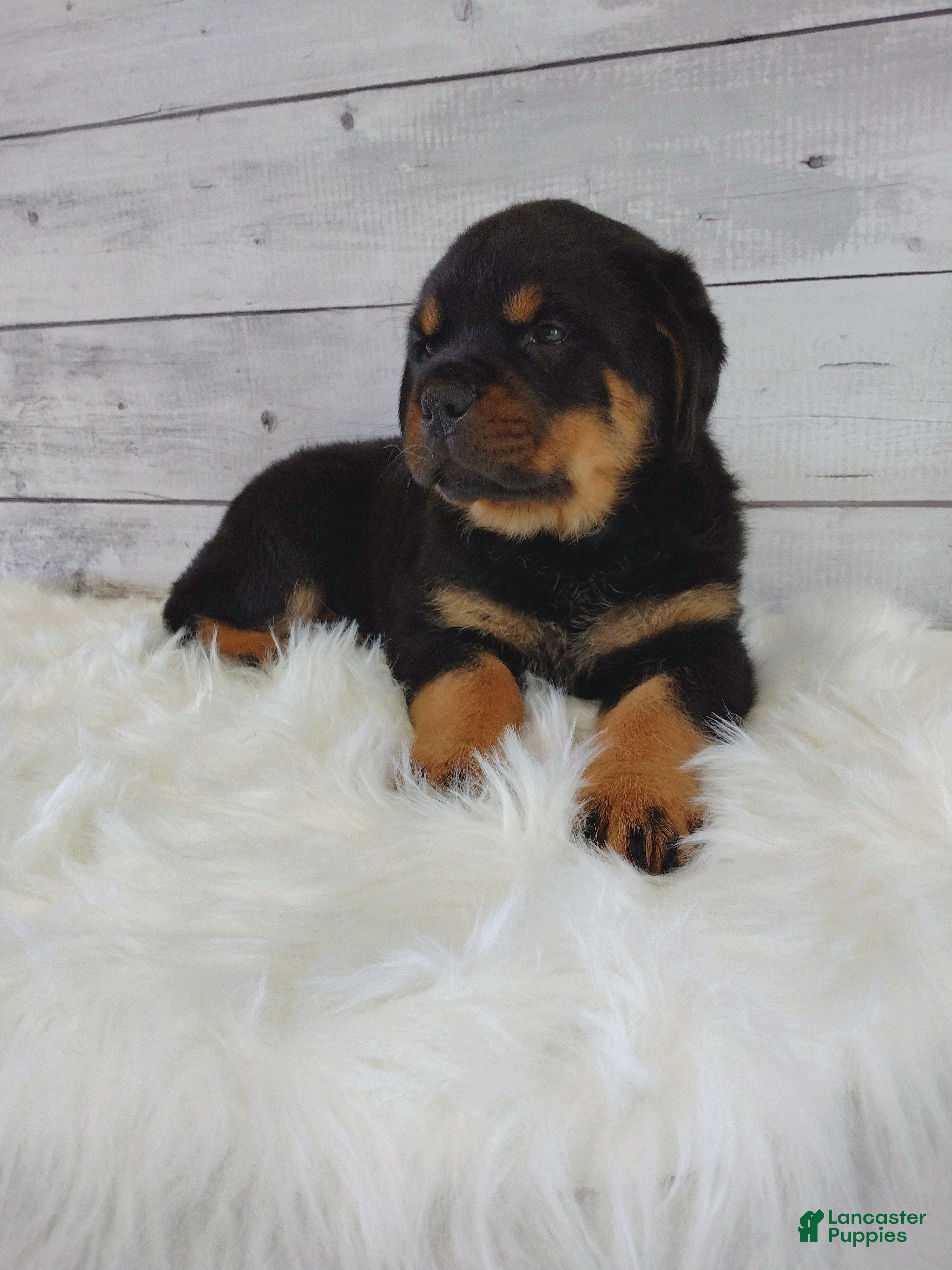 Rottweiler dogs Roxie  - Ad 1