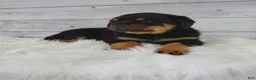 Rottweiler dogs for sale: Roxie  - Ad 4