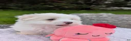 Maltese dogs for sale: Nick - Ad 6
