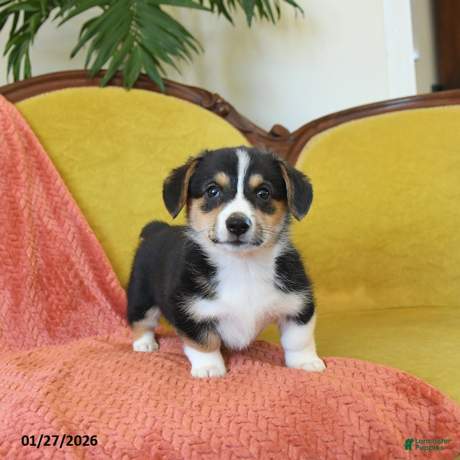 Welsh Corgi Pembroke dogs Prince    - Ad 3