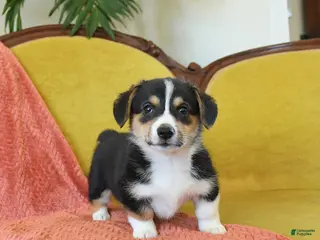 Welsh Corgi Pembroke dogs Prince - Ad 3