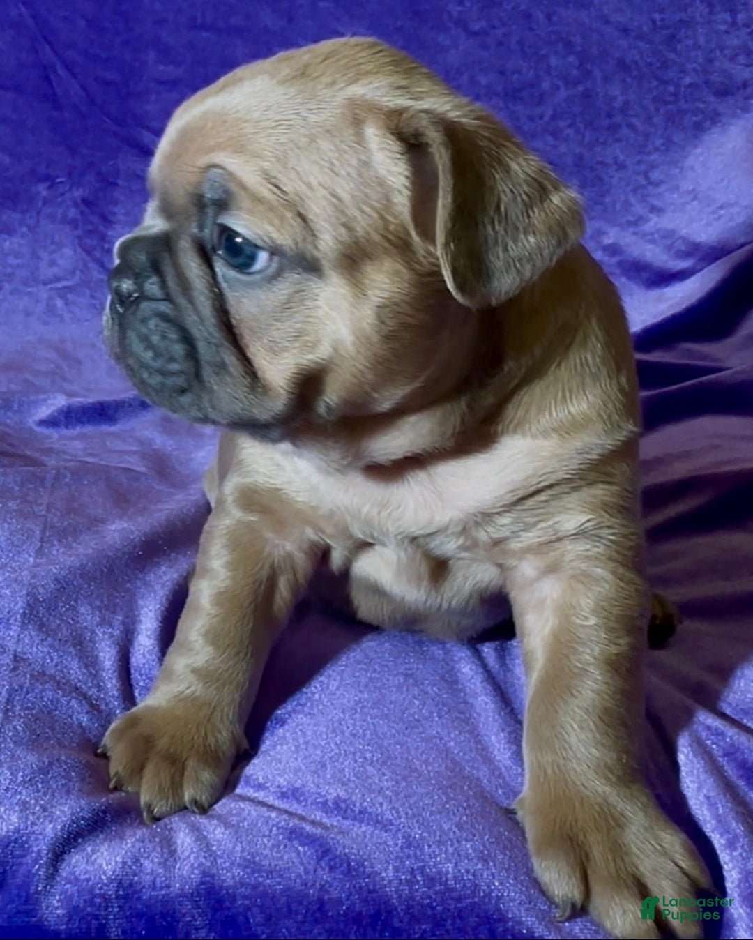 French Bulldog dogs for sale: Walter - Ad 3