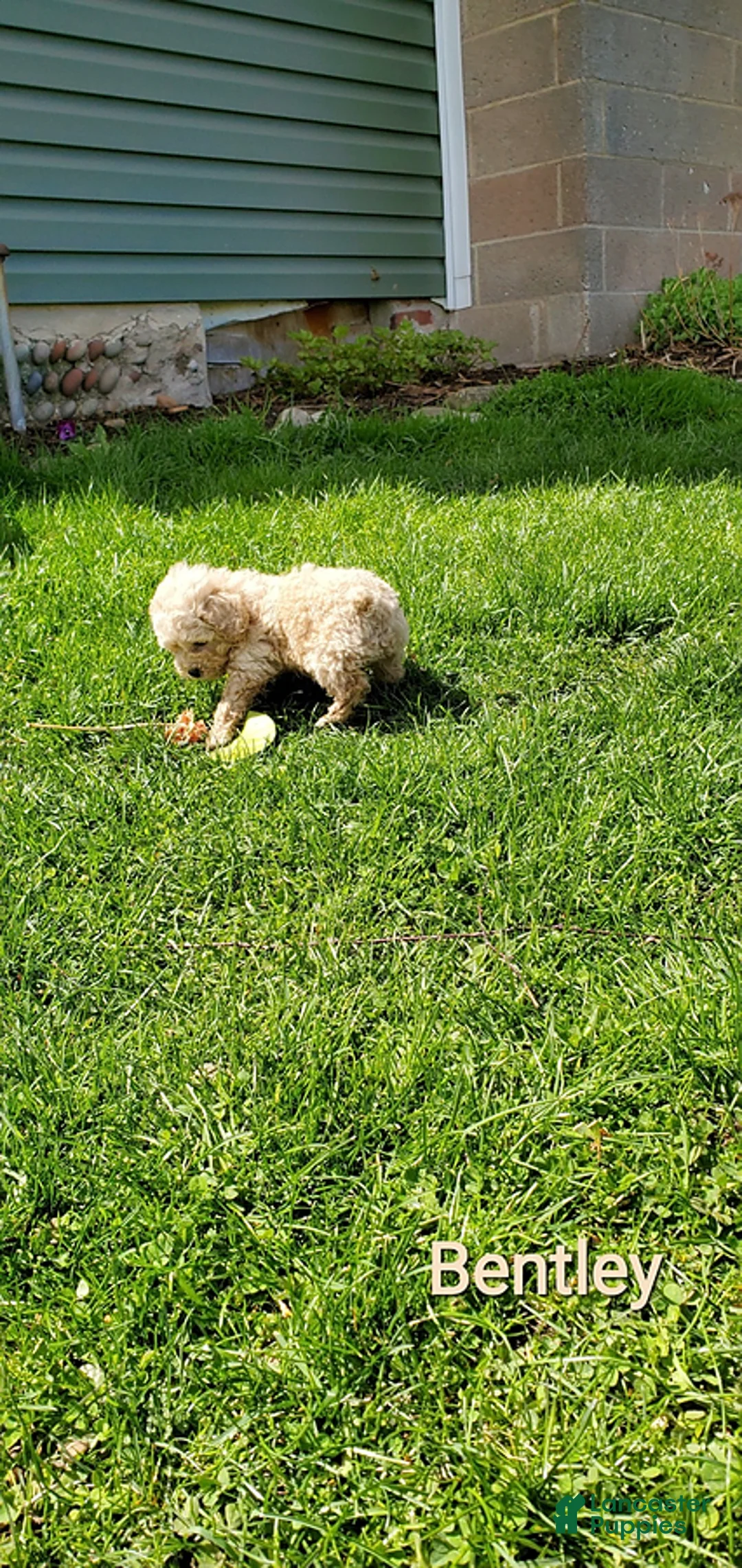Toy Poodle dogs for sale: Bentley - Ad 11