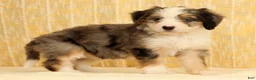 Mini Bernedoodle dogs for sale: Beauty - Ad 4