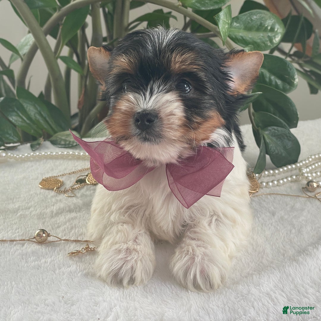 Biewer Terrier dogs for sale: Talia - Ad 5
