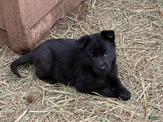 German Shepherd dogs German Shepherd Puppy 4 - Ad 30