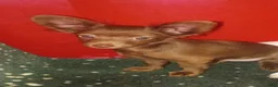 Chihuahua dogs for sale: Chiweenie  - Ad 6