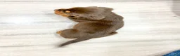 Beaglier dogs for sale: Hawk - Ad 4