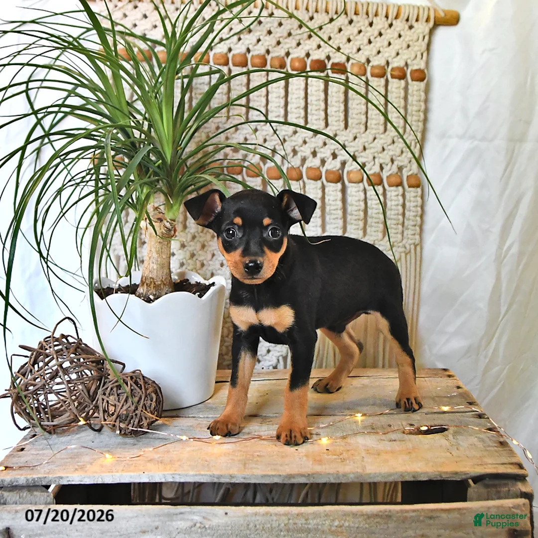 Miniature Pinscher dogs for sale: Mason - Ad 2