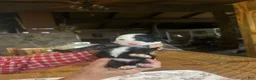 Sheepadoodle dogs for sale: Lizzy - Ad 3