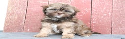 Shihpoo dogs for sale: Mabel - Ad 4