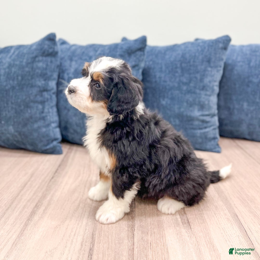 Mini Bernedoodle dogs for sale: Allie - Ad 4