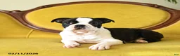 Boston Terrier dogs for sale: Dasher - Ad 10