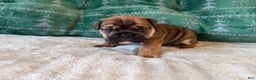 English Bulldog dogs for sale: Biscuits - Ad 5