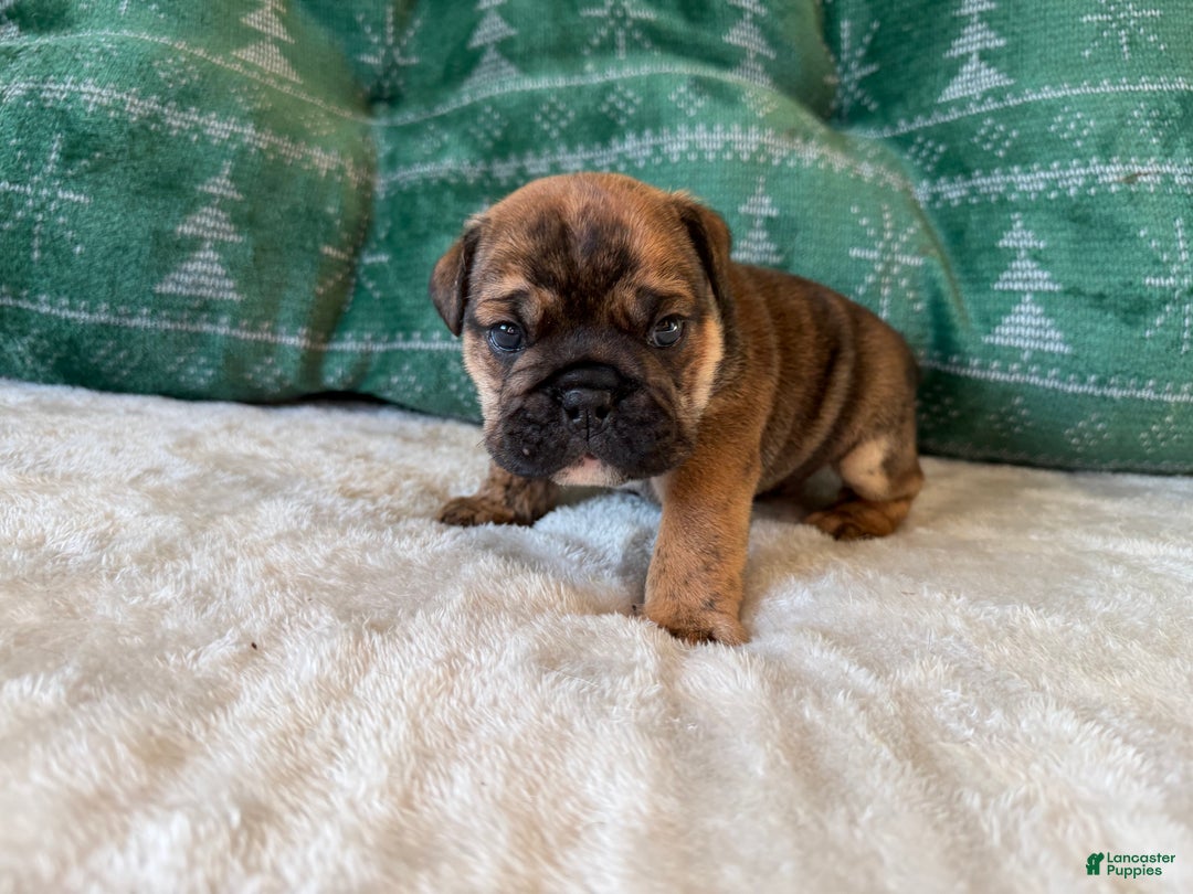English Bulldog dogs for sale: Biscuits - Ad 5