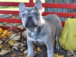 French Bulldog dogs - Ad 16