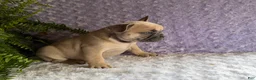 French Bulldog dogs for sale: Snoopy  - Ad 8
