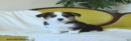 Welsh Corgi Pembroke dogs for sale: Nickle  - Ad 2