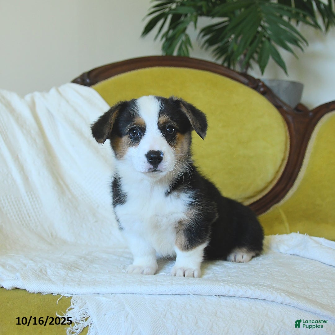 Welsh Corgi Pembroke dogs for sale: Nickle  - Ad 2