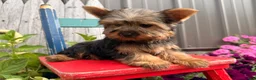 Yorkshire Terrier dogs for sale: Nicole Yorkshire Terrier  - Ad 5