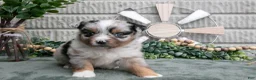 Miniature Australian Shepherd dogs for sale: Ariel - Ad 3