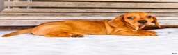 Miniature Dachshund dogs for sale: Carter - Ad 1
