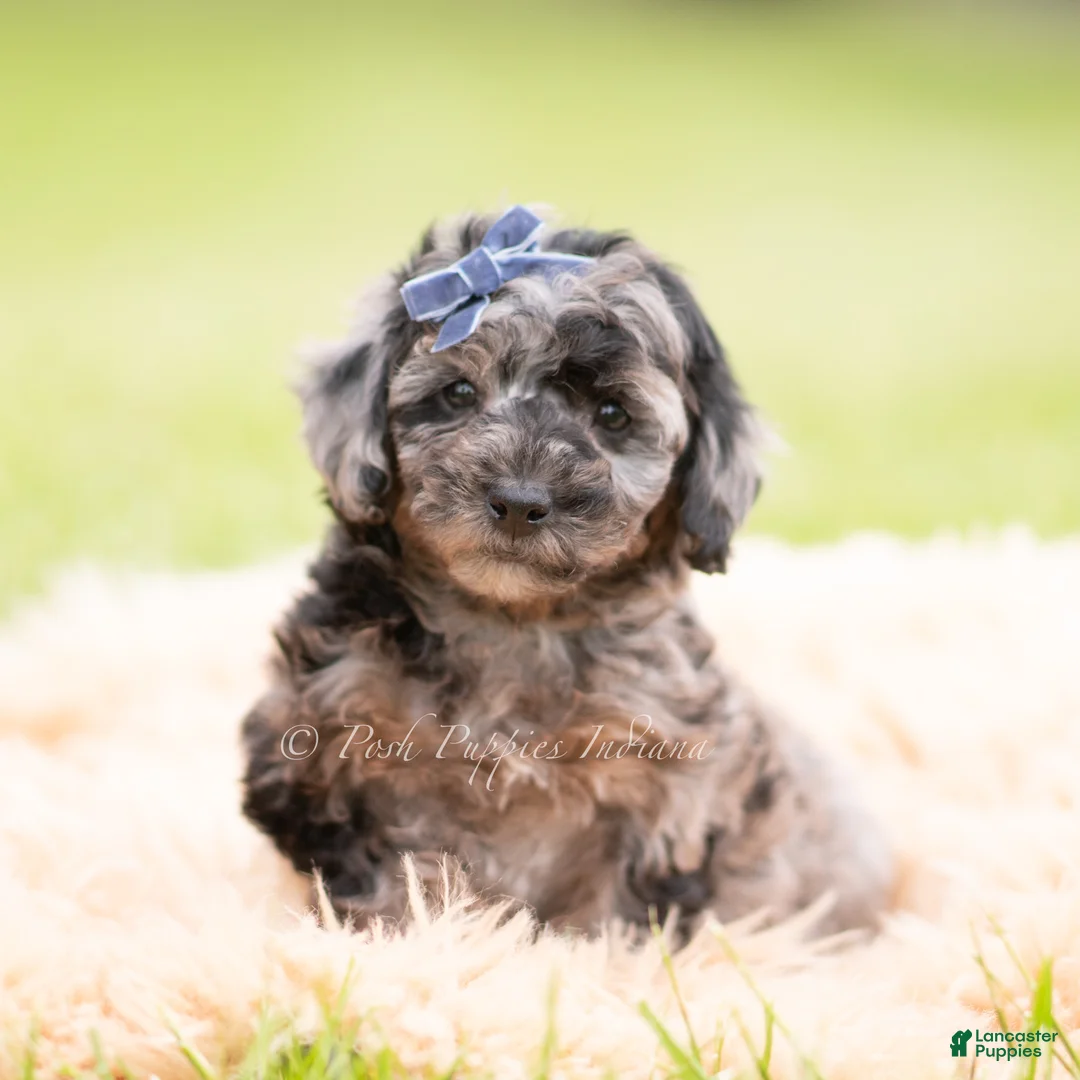 Mini Goldendoodle dogs for sale: Maroon - Ad 5