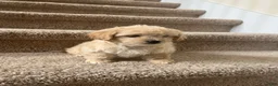 Maltipoo dogs for sale: Maltipoo Puppy 1 - Ad 4